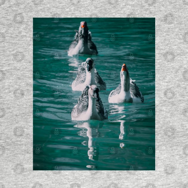 Lake Geese Wildlife Nature Photography by Luigi Veggetti